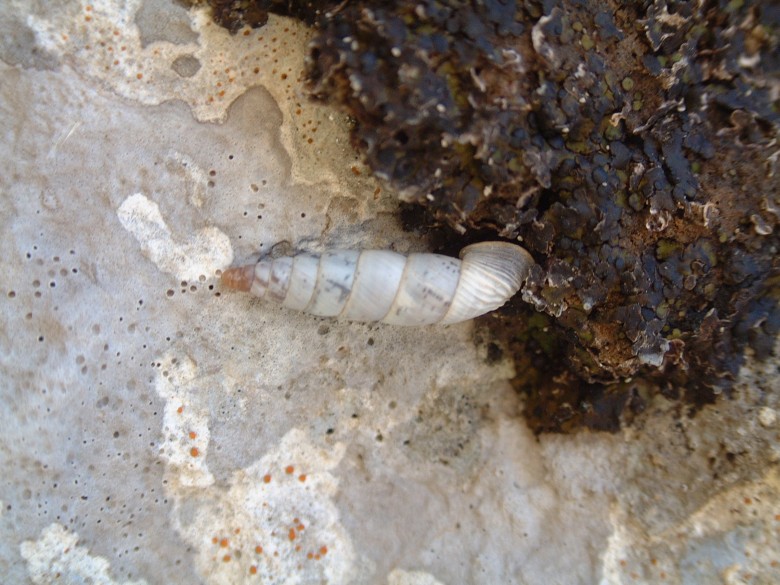 Lumachina(Medora albescens) dal PNA